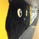 Illustration for article titled Tokyos Giant Cat Billboard Is Big Enough to Pet